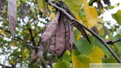 How to save seeds from Eastern Redbud Trees – GrowIt BuildIT