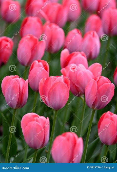 Pink Tulip Details Stock Photo Image Of Closeup Plant 5321790