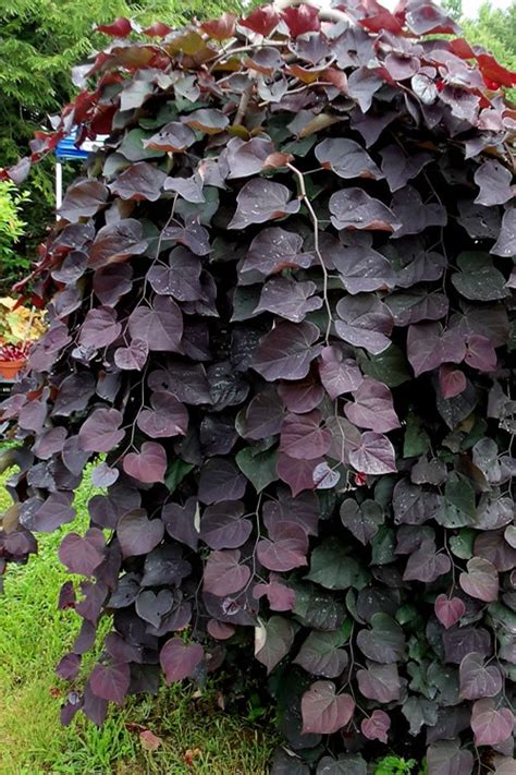 Cercis Canadensis Ruby Falls Arbre De Jud E Pleureur Plantes Shopping