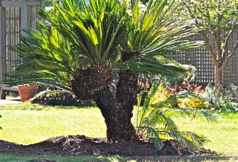 Sago Palm