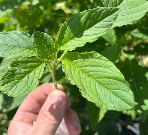 Jamaican Callaloo Amaranthus Viridis Amaranth Premium Seed Packet