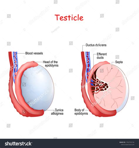 475 Testicular Anatomy Images, Stock Photos & Vectors | Shutterstock