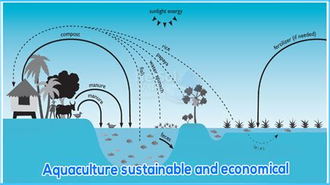 What Are The Economic Benefits Of Sustainable Aquaculture