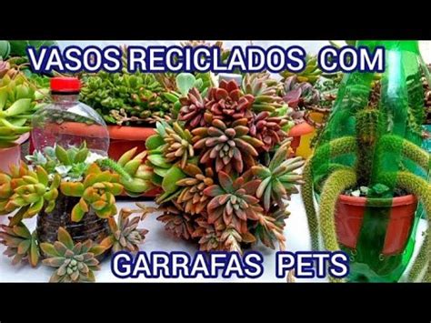 SUCULENTAS LINDAS EM GARRAFAS PETS SUPORTE GRÁTIS DE GARRAFA PET