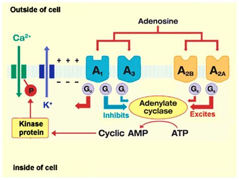 Adenosine Receptors