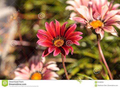 Margarita Africana Rosada Osteospermum Ecklonis Foto De Archivo