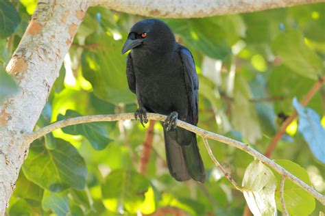 White Necked Crow Corvus Leucognaphalus Birdweather