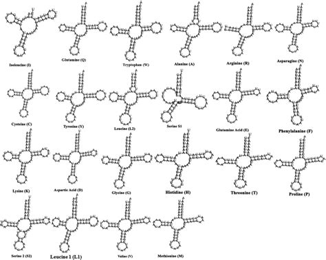 Putative Secondary Structures Of 22 TRNAs Found In Mitochondrial Genome