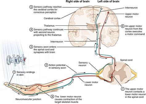 This Diagram Shows The Complete Pathway A Nerve Impulse Takes When A