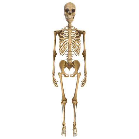 Clean and realistic 3d human body skeleton 16589314 PNG