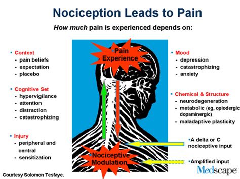 Nociception