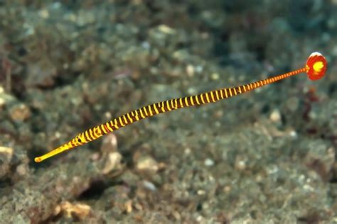 Pipefish Seahorse Facts And Information