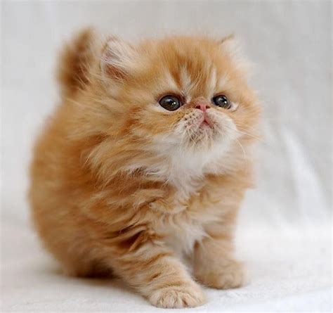 Persian Cat Baby Pets Lovers