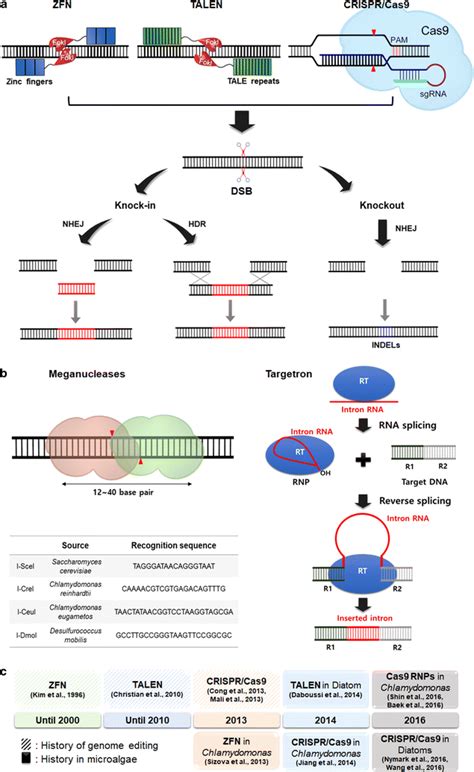 Of Genome Editing Techniques Using Engineered Nucleases The First Two