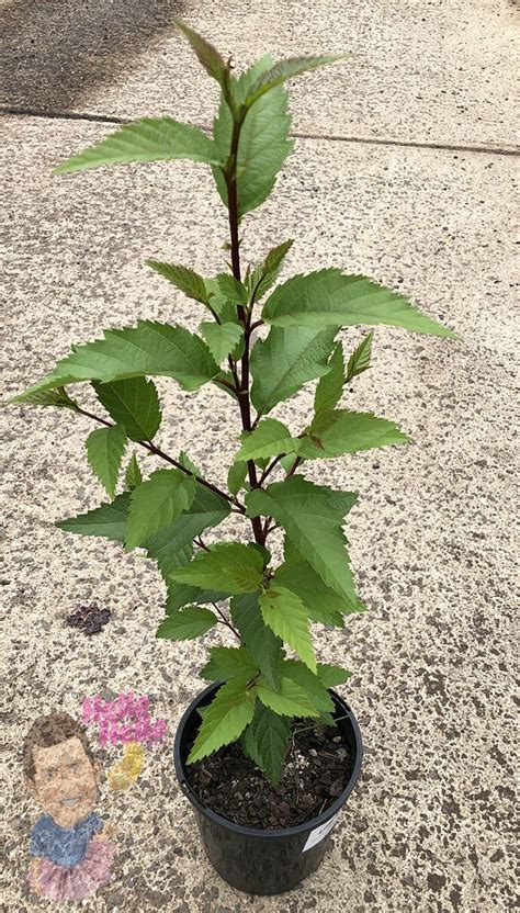 Alnus Evergreen Alder 6 Pot Hello Hello Plants