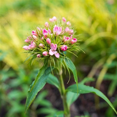 Sweet William Sweet Pink Magic Seedling The Seed Collection