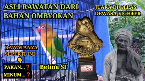 Terbukti Mungkin Kalian Tidak Akan Percaya Hasil Ombyokan Bisa Juara