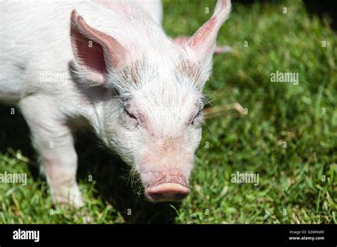 Maialino In Una Fattoria Immagini E Fotografie Stock Ad Alta