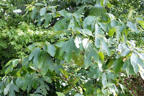 Sassafras Sassafras Albidum Tree Canada