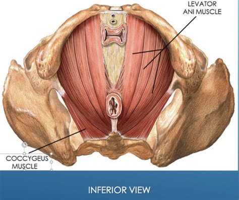 Anatomy Exam Pelvis And Perineum Flashcards Quizlet