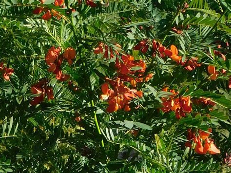 Scarlet Sesbane From Greyton Nature Reserve 7233 South Africa On