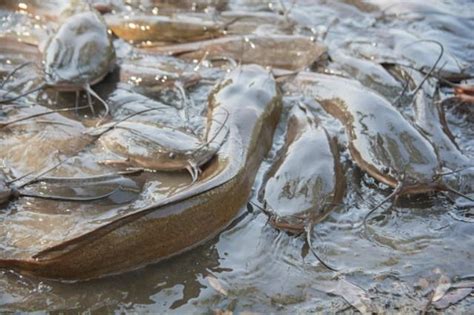 Ikan Lele Budidaya Mati Mendadak Ternyata Begini Penyebabnya