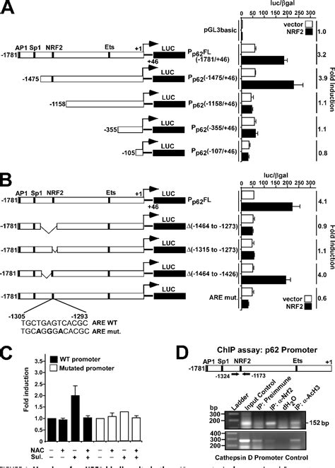 Figure 1 From P62sqstm1 Is A Target Gene For Transcription Factor Nrf2