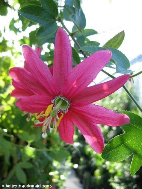 Plantfiles Pictures Passiflora Pink Passion Flower Passion Vine