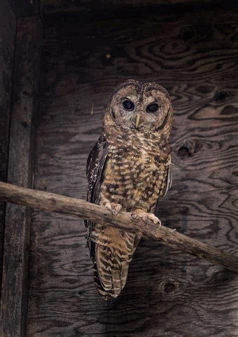 Northern Spotted Owl Recovery And Breeding Program Province Of British Columbia