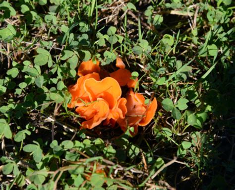 Aleuria aurantia Gewöhnlicher Orangebecherling Pilzkundlicher Verein