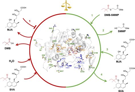 Deconvoluting The Directed Evolution Pathway Of Engineered