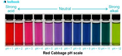 Red Cabbage Indicator Results