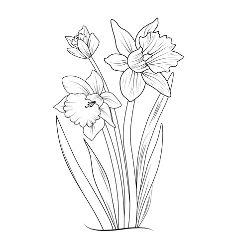 Daffodil Clip Art Black And White