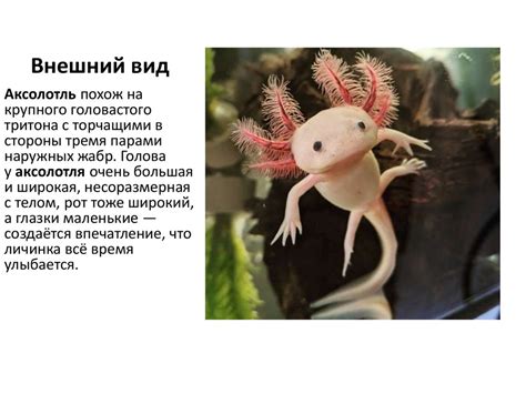 Аксолотль - презентация онлайн