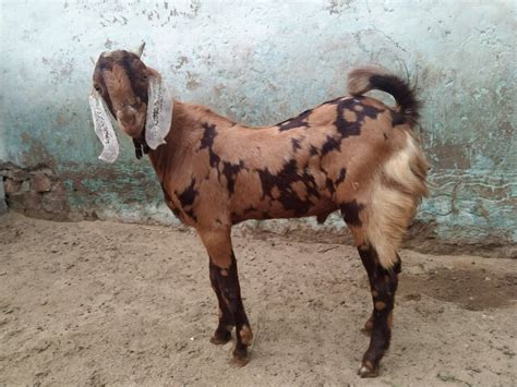 Brown Sirohi Male Goat Weight Kg At Kg In Ajmer Id