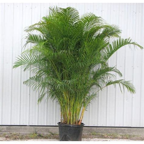 Dypsis Lutescens Green Areca Palm Tree Rs Onwards Balasaheb