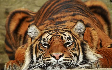 Tiger Big Cat Orange Tigru Animal Pisica Hd Wallpaper Peakpx