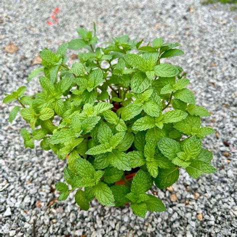 🔥herb🔥 Pokok Pudina Peppermint Tree Mint Pudina Tree English