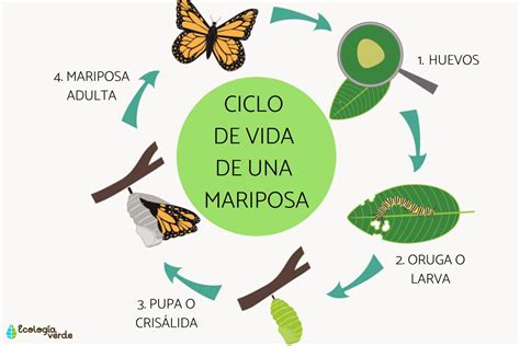 Ciclo De Vida De La Mariposa Nbkomputer