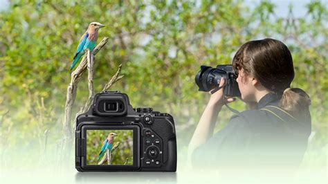 11 Best Superzoom Camera For Birding Techtouchy