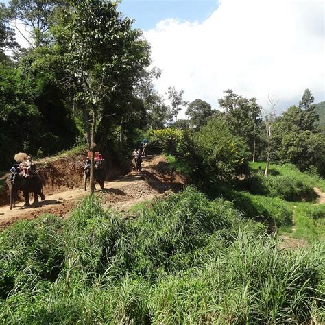 Maesa Elephant Camp Mae Rim Alles Wat U Moet Weten Voordat Je Gaat