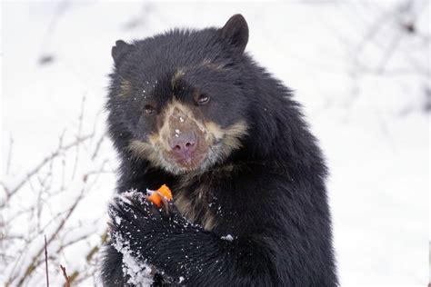 Spectacled Bear Information, Pictures, Facts & Video