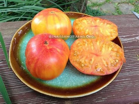 Oaxacan Jewel Tomato Renaissance Farms Heirloom Tomato Seeds