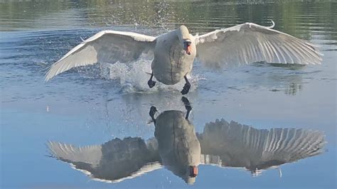 Mute Swan Cob King Swan Chases Out Intruders And Then Flies Over To