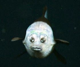 Biology Matters: Barreleye Fish