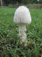 Faith_Family_Farm: Feeble Fungi