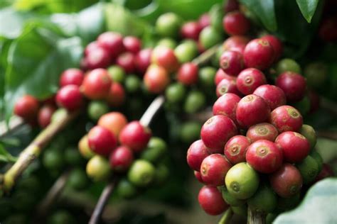 Zwergkaffee Coffea Arabica Nana Kaffeepflanze Pflege De