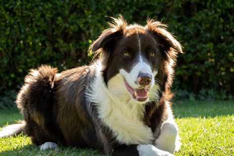 Cachorro Border Collie conheça a raça Blog da Pet Anjo