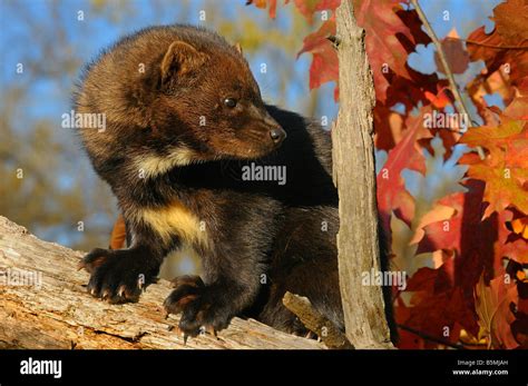 North American Marten or Fisher looking back showing chest markings ...