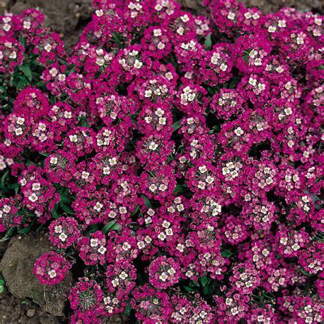 Alyssum Rosie O Day Seeds Suttons